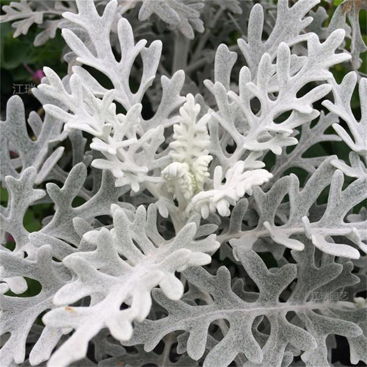 银叶菊现货上车价 银叶菊大小杯苗 银叶菊成片种植花卉
