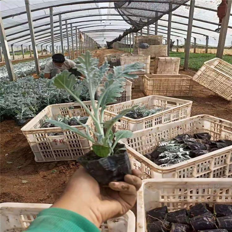 上海银叶菊 景观效果美丽 银叶菊生长适应性强 江瑞