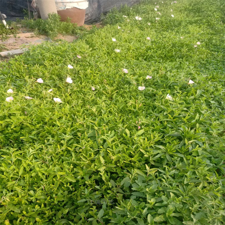 美丽月见草景观效果美丽 江瑞园艺 美丽月见草花海