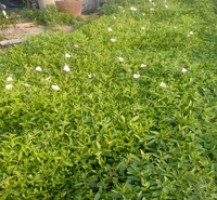 美丽月见草景观效果美丽 江瑞园艺 美丽月见草花海