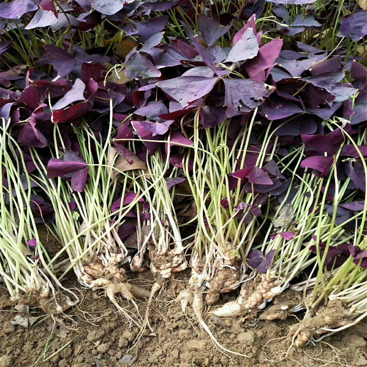 上海绿叶酢浆草现货价格 红花酢浆草花海 江瑞