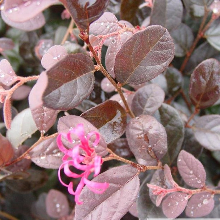 红花继木种植基地 红花继木绿化苗木行情 江瑞园艺