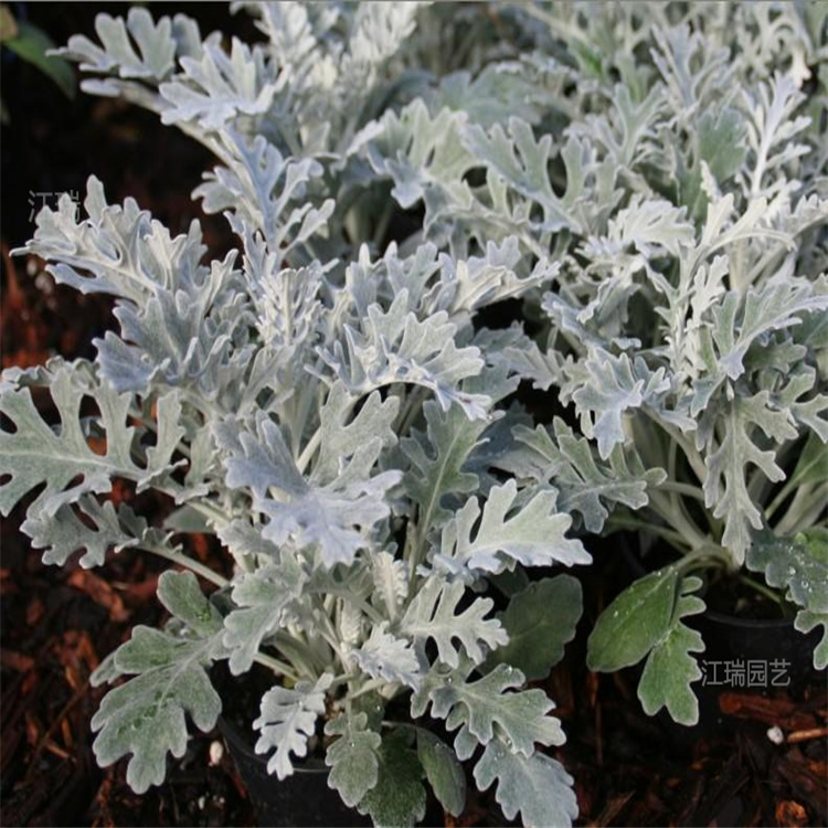 银叶菊农户价格 银叶菊成片种植花卉 银叶菊花坛配色花卉
