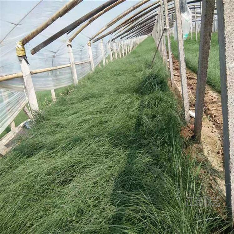 粉黛乱子草品质优良 粉黛乱子草销量好 粉黛乱子草幼苗基地