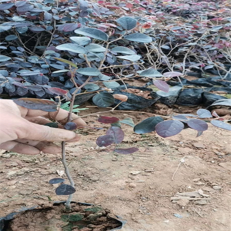 红花继木现货上车价 红花继木景观造型 成片种植苗木