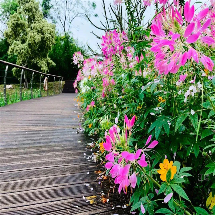 杭州醉蝶花现货价格 醉蝶花幼苗供应 江瑞欢迎询价