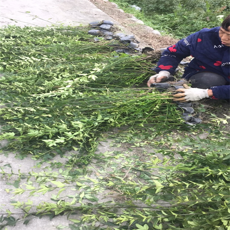 迎春花成片种植景观植物 造型迎春花出售 工程绿化苗木迎春花