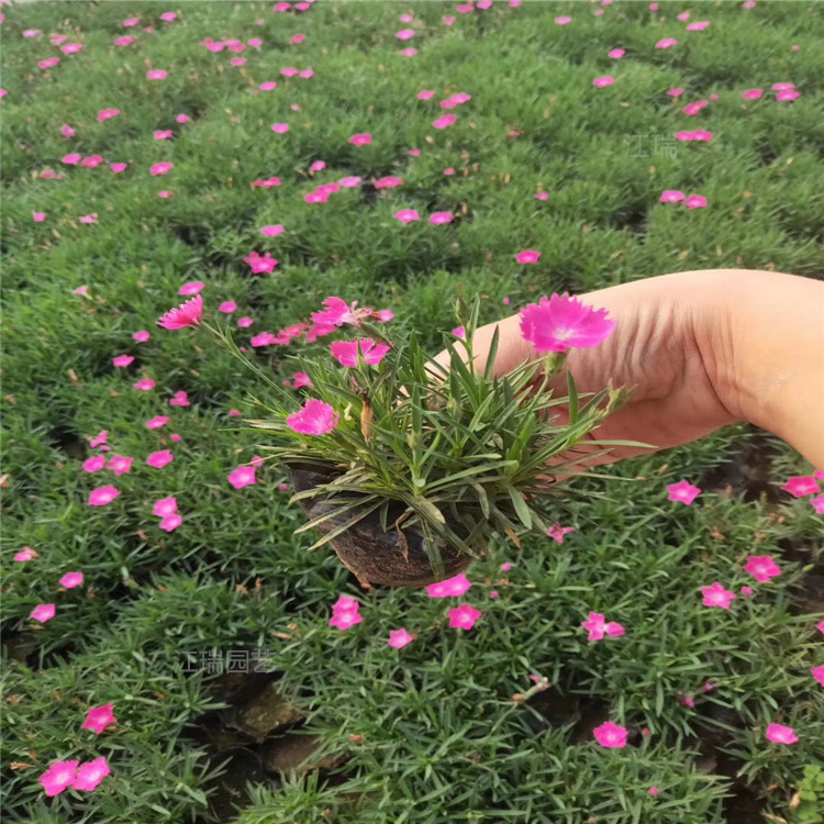 浙江欧石竹花海 欧石竹景观效果美丽 欧石竹成片种植花卉