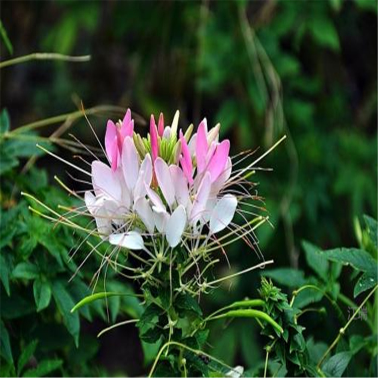 上海醉蝶花花海 醉蝶花花色全 醉蝶花农户价格