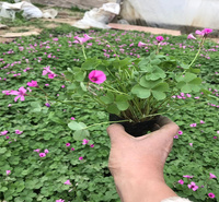 红花酢浆草农户价格 绿叶酢浆草种球 紫叶酢浆草销量好