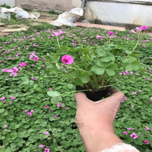 红花酢浆草农户价格 绿叶酢浆草种球 紫叶酢浆草销量好