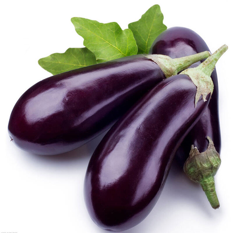山东蔬菜大棚直供紫把茄子种苗   紫把茄子种苗果型大产量高