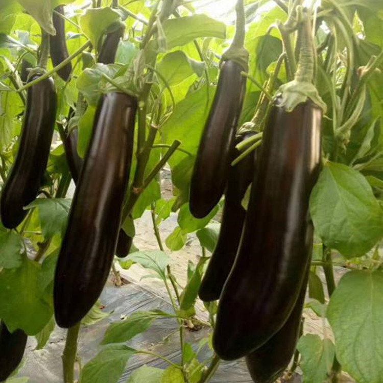 寿光大量上市紫皮茄子苗   紫皮茄子苗产量高长势好