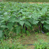 寿宏农业温室大棚种植长茄种苗   长茄种苗批量销售