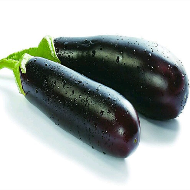 寿宏农业常年批发紫把茄子种苗   紫把茄子种苗种苗批发