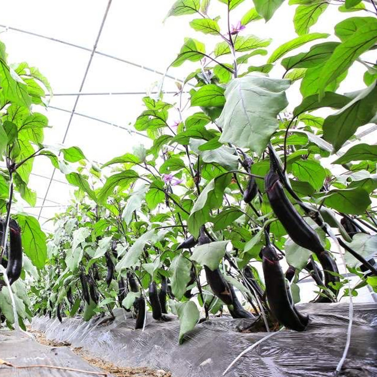 寿光温室大棚种植紫皮茄子苗   紫皮茄子苗果型大产量高