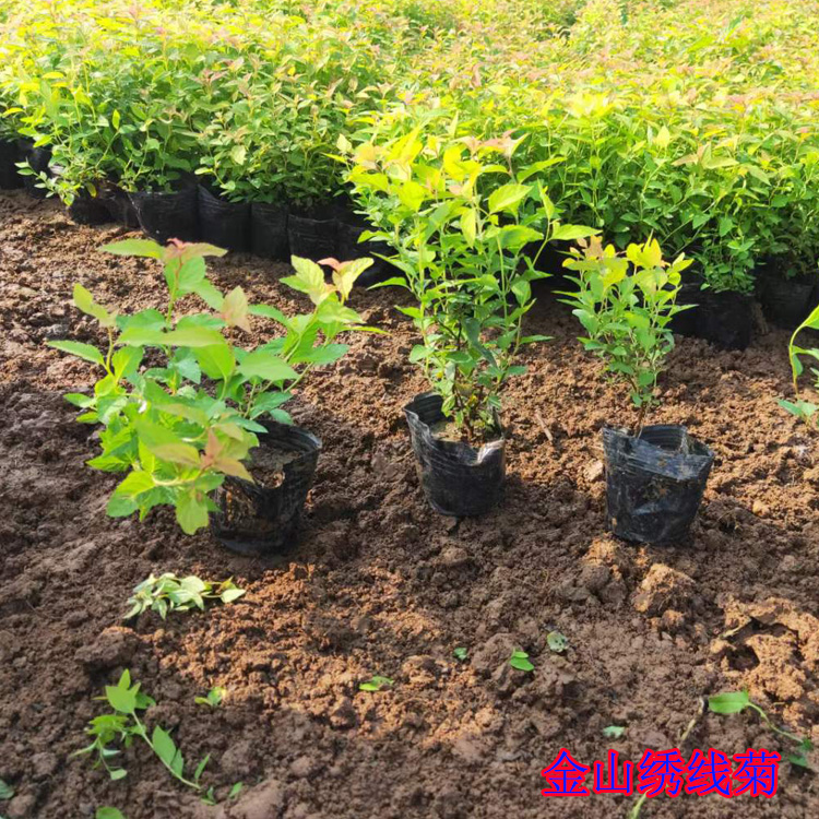 盆栽绣线菊批发 金山绣线菊种植基地 金山绣线菊供货商 夏杰花卉