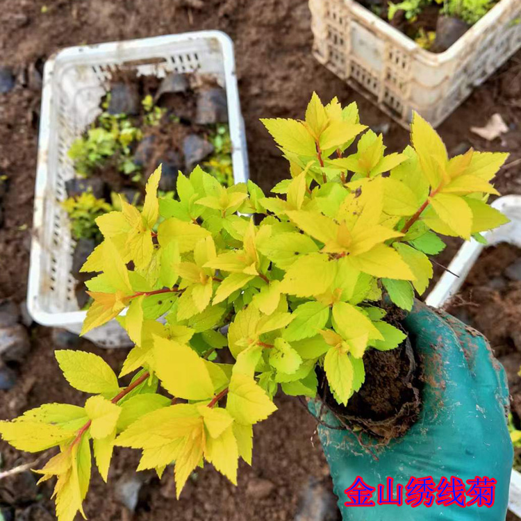 青州绣线菊批发 粉花绣线菊出售 绣线菊种植厂家 
