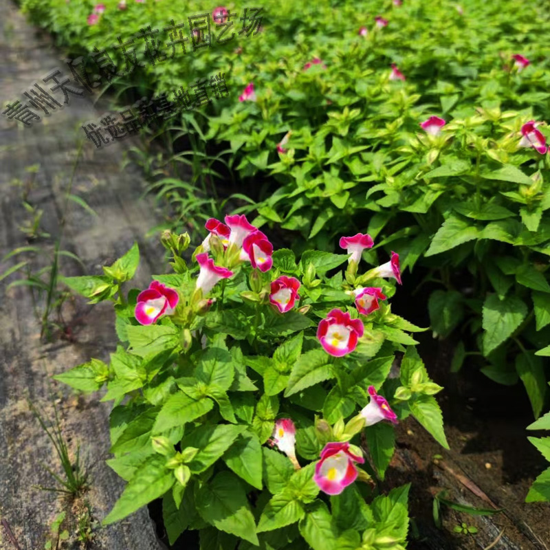 夏堇 夏堇价格 夏堇种植基地