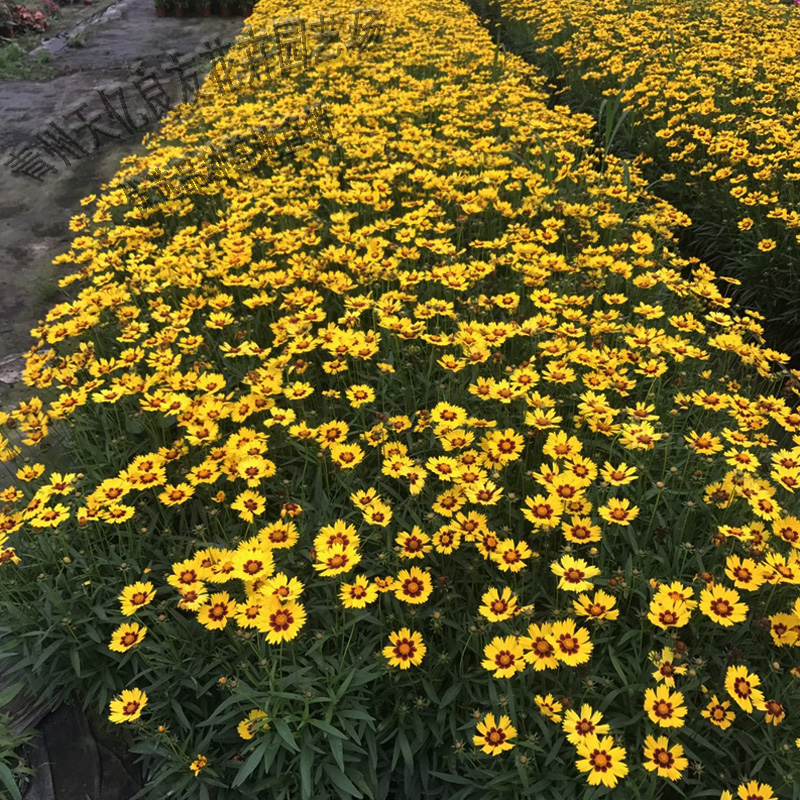 金鸡菊 大花金鸡菊 金鸡菊价格