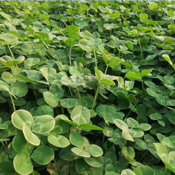 白三叶产地 白三叶量大优惠 白三叶工程绿化
