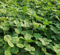 白三叶产地 白三叶量大优惠 白三叶工程绿化