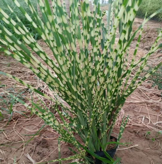 斑叶芒批发 斑叶芒种植 斑叶芒价格