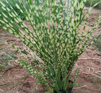 斑叶芒批发 斑叶芒种植 斑叶芒价格