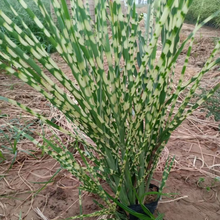 斑叶芒批发 斑叶芒种植 斑叶芒价格