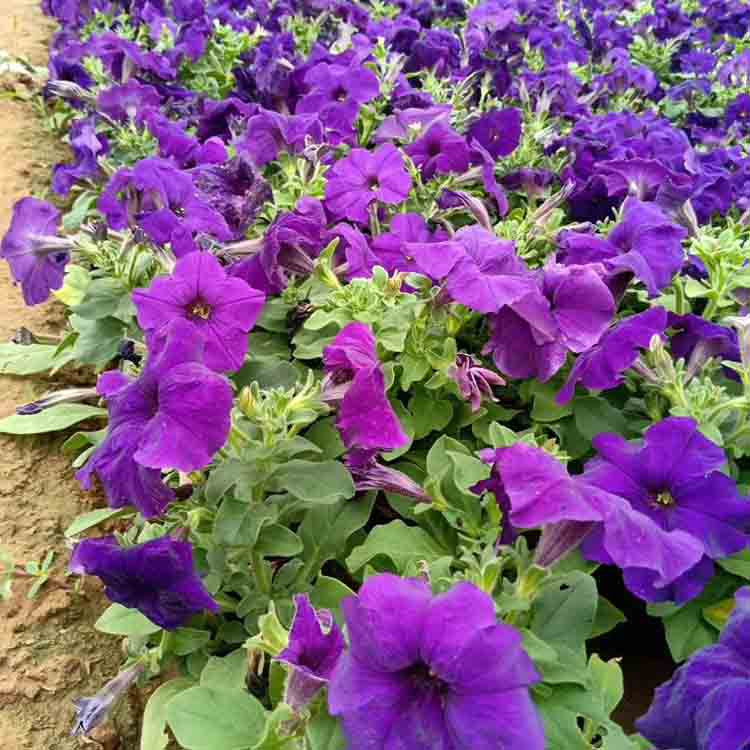 五彩牵牛  矮牵牛供应商   花期长