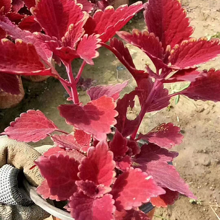 观叶花卉彩叶草   火焰彩叶草   色泽多样