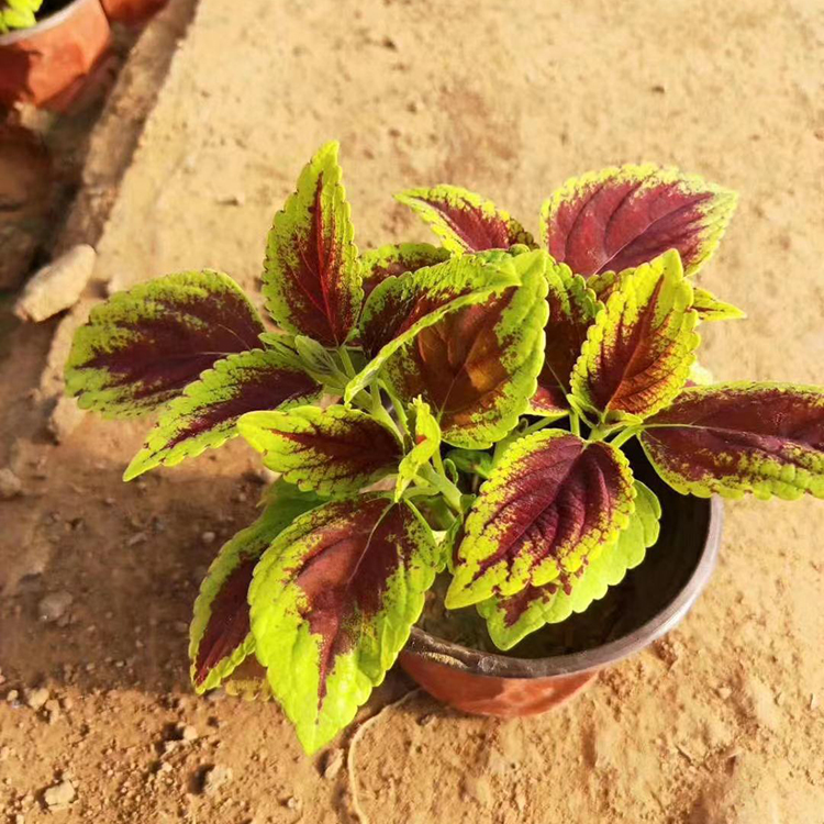 基地种植彩叶草 出售租摆花卉 盆栽彩叶草供应 距您较近实地