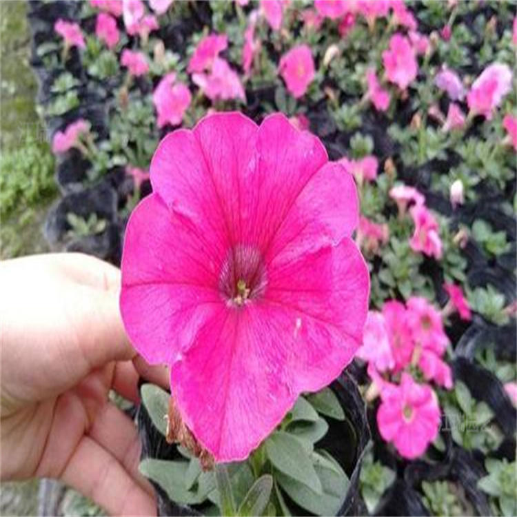 桥梁绿化花卉矮牵牛 江瑞园林绿化推荐 矮牵牛道路花柱摆放 易养护