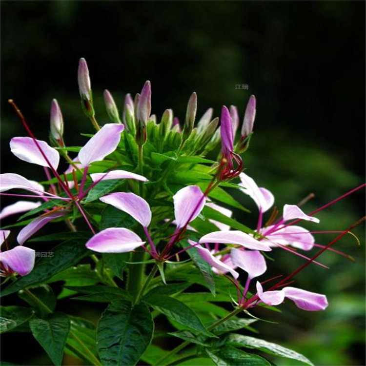青州醉蝶花育种基地 醉蝶花花色多 醉蝶花成片种植花卉