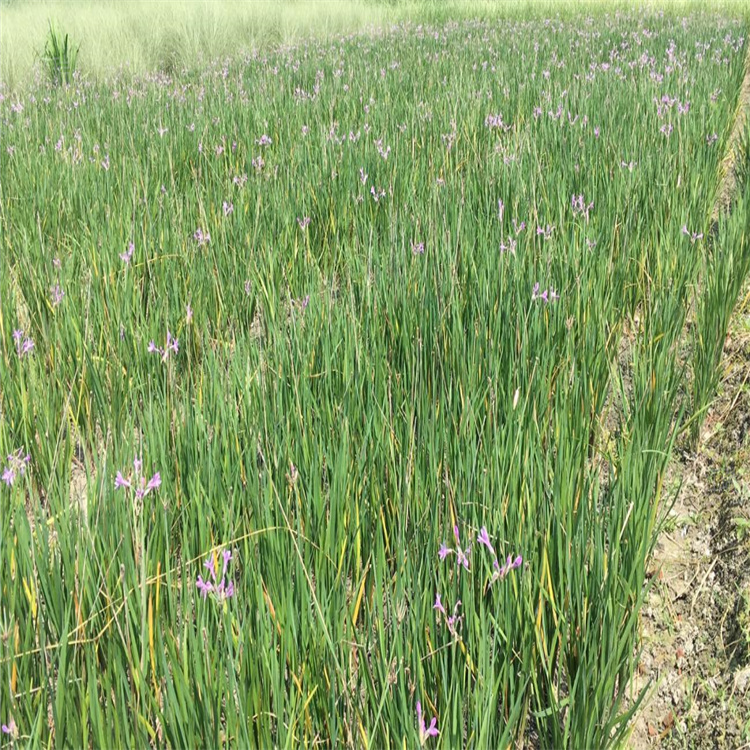 紫娇花花海种植方法 紫娇花基地苗圃供应 江瑞承接花海施工设计
