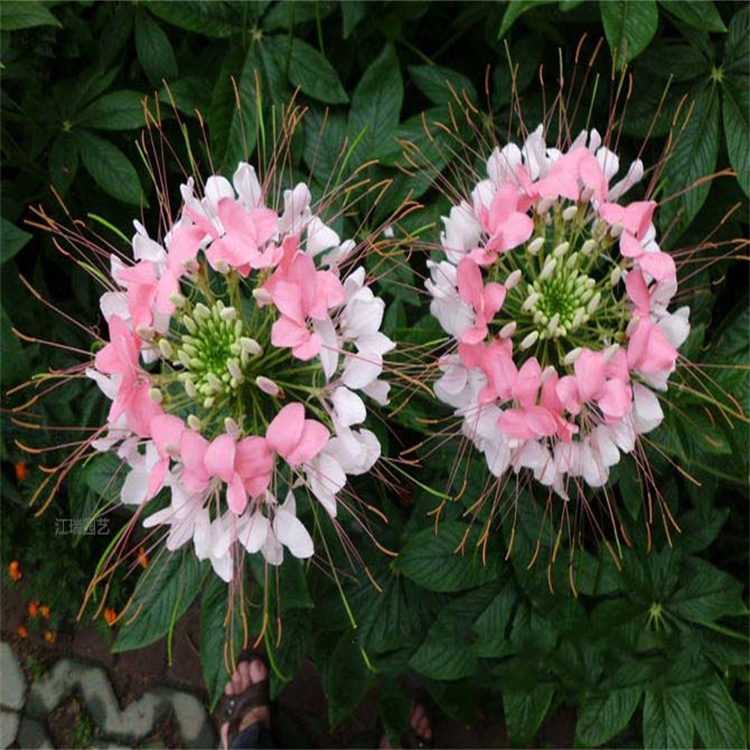 醉蝶花花海 醉蝶花种子培养基地 醉蝶花图片