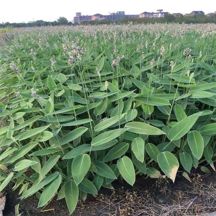 再力花小苗订购 再力花农户价格 江瑞承接水生植物工程施工