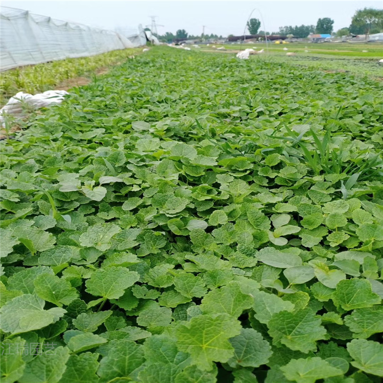 开花蜀葵工程苗 杭州蜀葵销量好 欢迎咨询