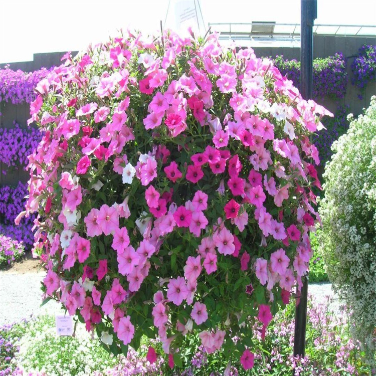 矮牵牛花色全 立体景观花球矮牵牛 矮牵牛多色系观赏花卉