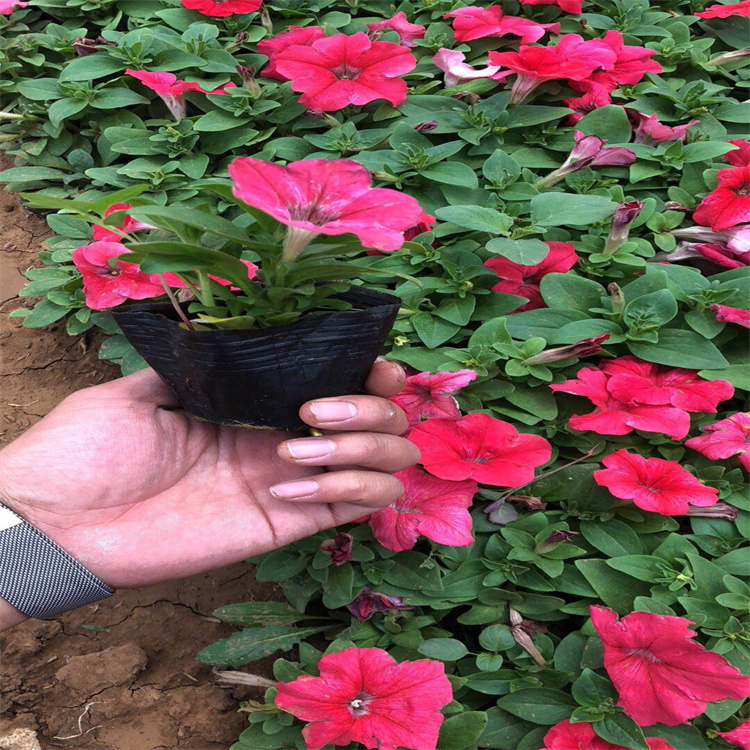 护栏桥梁垂钓牵牛花卉 垂吊牵牛户外景观花柱 花箱种植垂吊牵牛 欢迎询价
