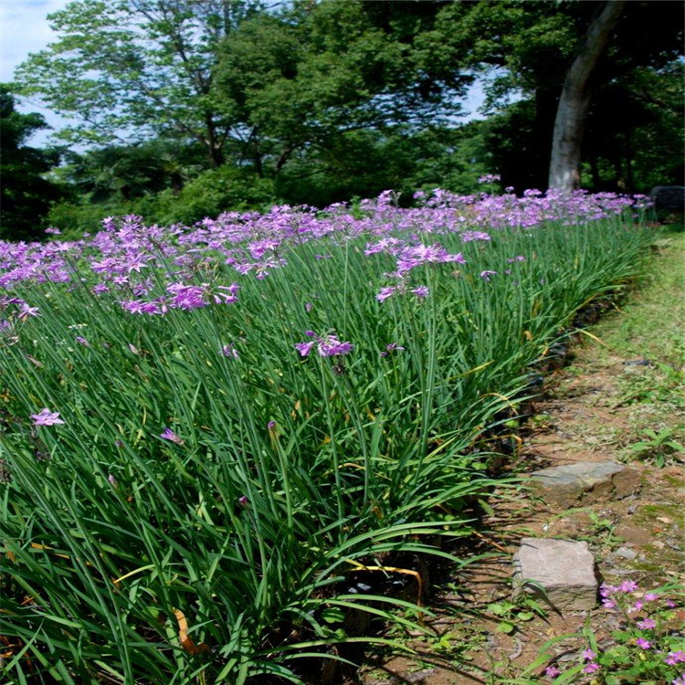 紫娇花小苗价格 紫娇花育种基地 紫娇花产地价格