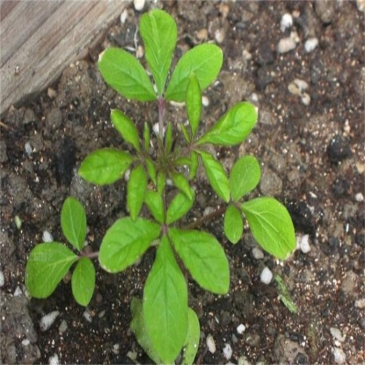 醉蝶花花海花种 醉蝶花厂家批发价格 打造醉蝶花花海