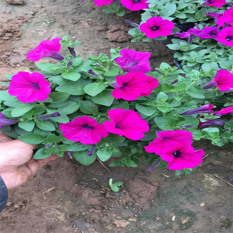 景观花柱花球用花垂吊牵牛 铁艺花柱重瓣垂钓牵牛 江瑞承接简易花柱造型工程施工