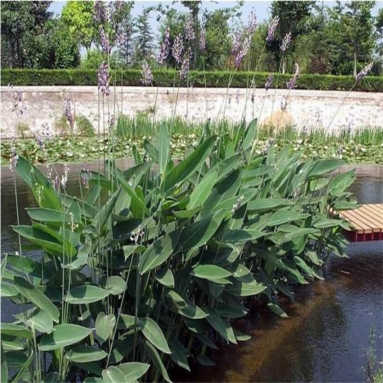水域美化再力花 再力花厂家供货 杭州挺水植物再力花批发
