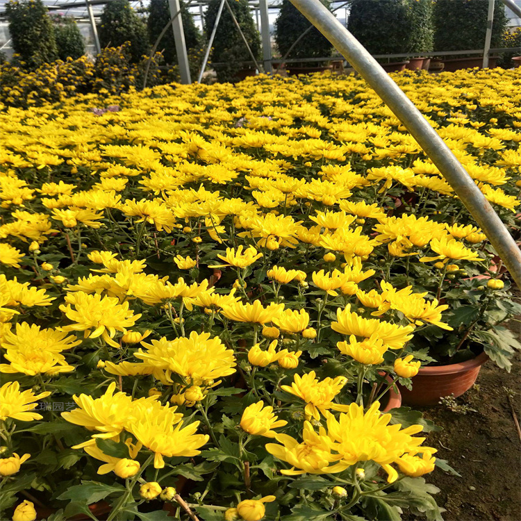 节假日广场立体花柱摆放花卉国庆菊 国庆菊组合花架摆放 江瑞
