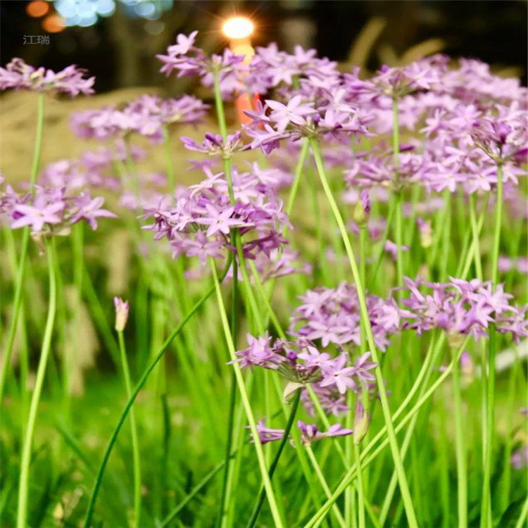 上海紫娇花花海花种 紫娇花打造观赏花海 适合成片种植