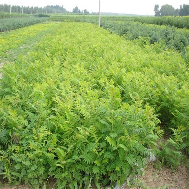 上海珍珠梅花坛绿化苗 花境打造珍珠梅供应 产地报价 欢迎询价