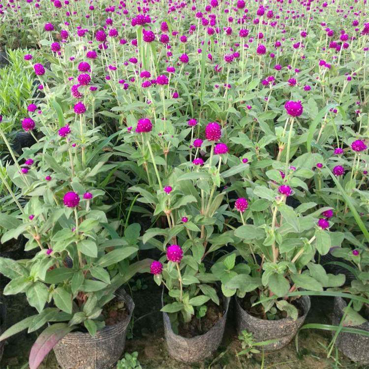 青州千日红 公路两侧用草花 千日红种子