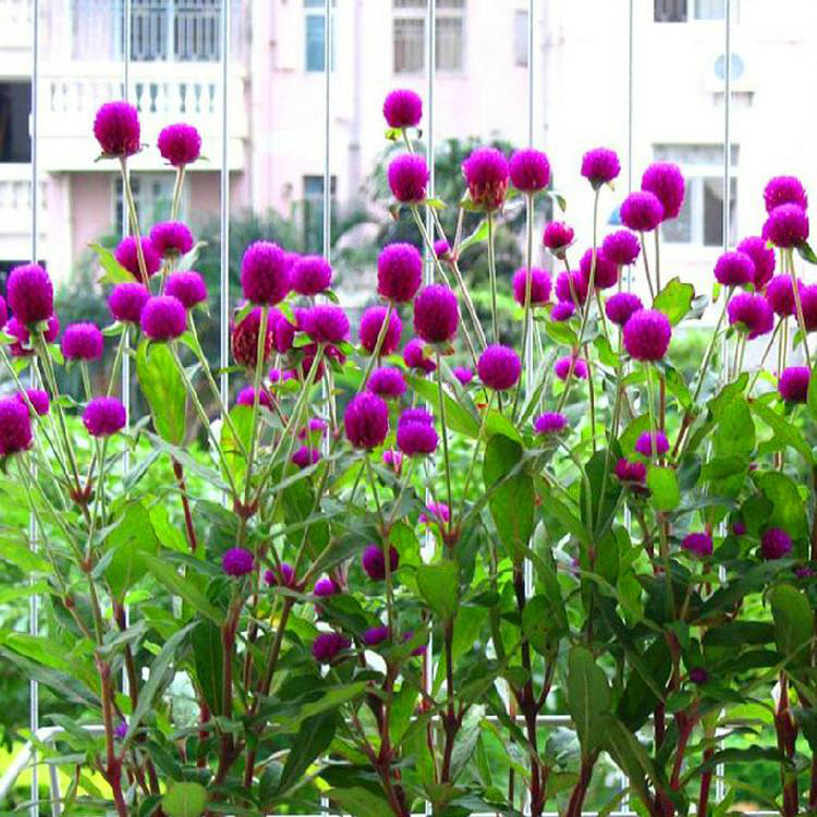 山西千日红 绿化用时令草花