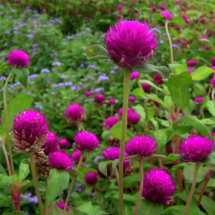 江西千日红批发  绿化用时令草花  基地直发千日红